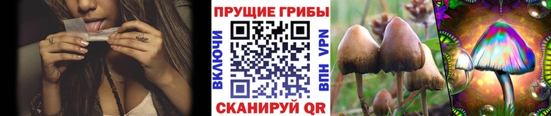 кракен зеркало  сколько стоит  Камызяк  Галлюциногенные грибы прущие грибы 